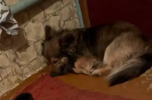 Пропала собака, Дружный переулок, 42, Воронеж - photo