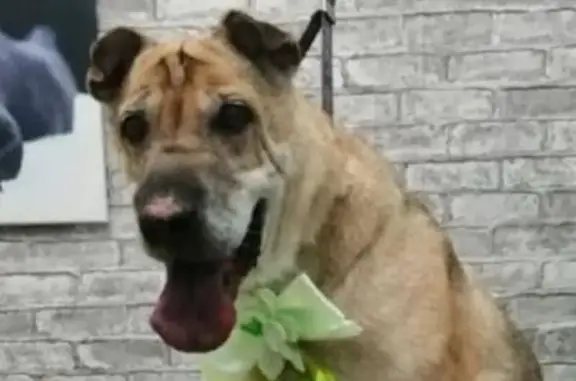 Пропала собака, Новороссийск - метис шарпея, розовый ошейник - photo