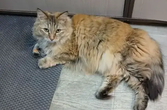 Пропала кошка, 6-я Советская улица, 31, Иркутск - рыжая с чёрным кончиком хвоста - photo