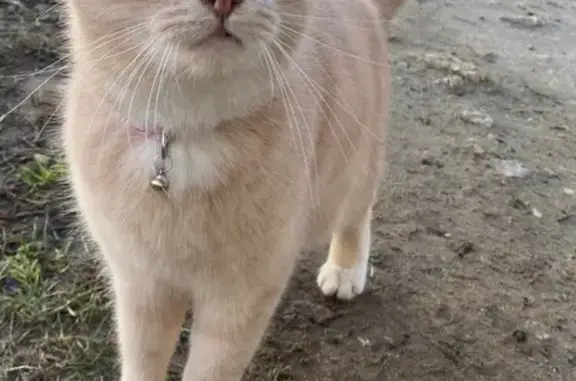 Объявления о пропавших и найденных животных, Павловский Посад, фото: Найдена кошка, улица Кузьмина, 49, Павловский Посад - светло-рыжая с фиолетово-розовым ошейником