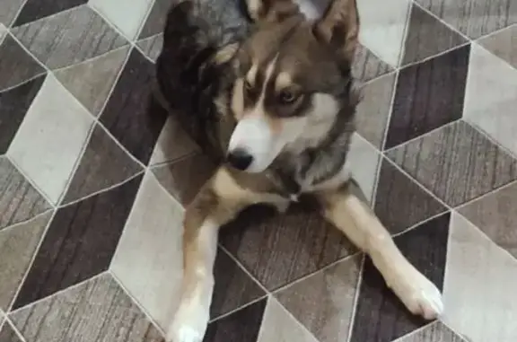 Пропал собака, мужской, Нагорная улица, 42, Сургут - дружелюбный, игривый - photo