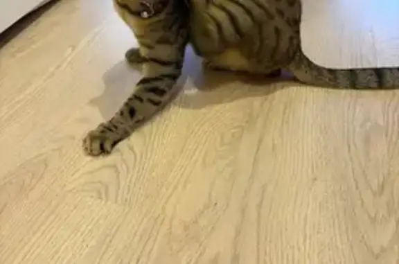 Пропал кот, улица имени Оржевского В. И., Саратов - коричневый пятнистый окрас - photo