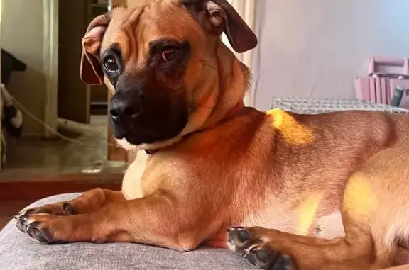 Пропал собака, Дубовская улица, 47, Энгельс - коричневый окрас, красный ошейник - photo