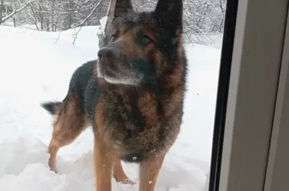 Пропал собака, улица Литвинова, Казань - немецкая овчарка откликается на кличку Рекс - photo
