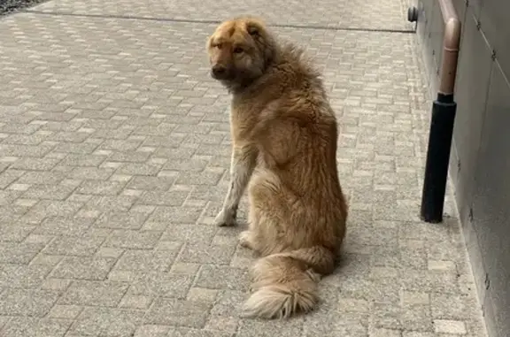 Найдена собака, Волгоград, фото: Найден собака, Козловская улица, 58, Волгоград - купированные ушки, бежево-рыжий окрас