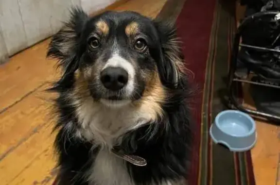 Пропала собака, женская, Рудная улица, 17, Сызрань - photo