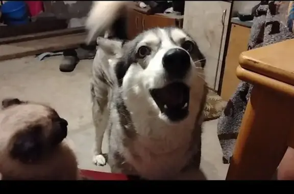 Пропала собака, женская, Волгоград, серого цвета - photo