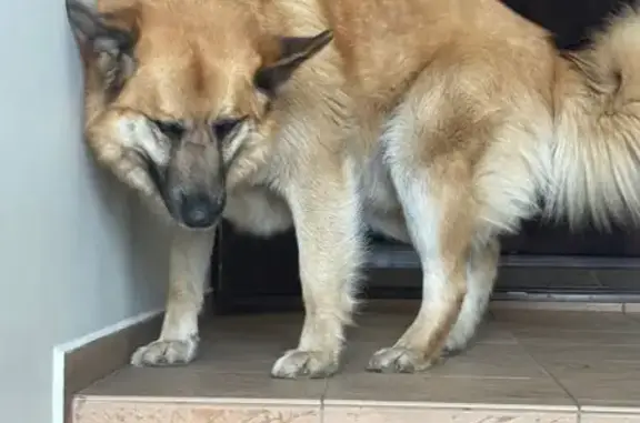 Найденные животные Энколово, фото: Найден собака, мужской, 41К-075, Энколово - рыжий и ласковый