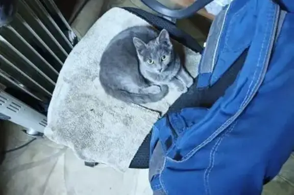 Найдена кошка, Казань, фото: Найдена кошка, улица Журналистов, 46А, Казань - серого окраса