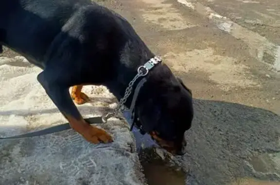 Найден собака, улица Аэропорт, Зубовский сельсовет - с ошейником и поводком - photo