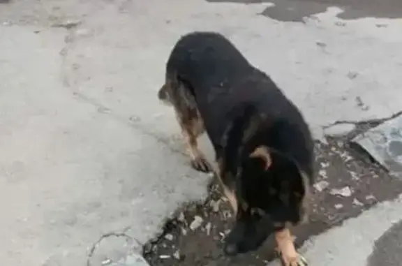 Найдена собака, Саратов, фото: Найдена собака, Железнодорожная улица, 5/9, Саратов - сука немецкой овчарки