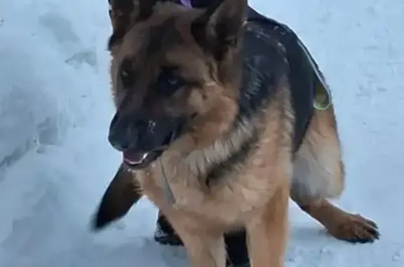 Собаки потеряшки, Новосибирск, фото: Потеряшка собака, Новосибирск, Новосибирская область - немецкая овчарка с ошейником