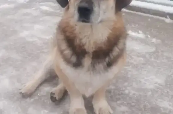 Пропала собака, улица Чапаева, 39, Берёзовский - убежал в сторону Калиновки - photo