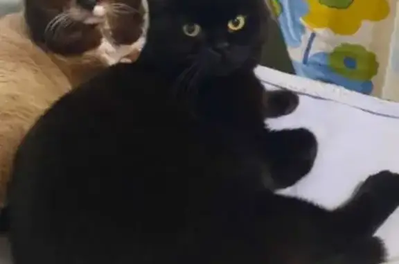 Пропала кошка, улица Декабристов, 155, Омск - плюшевая, черная - photo