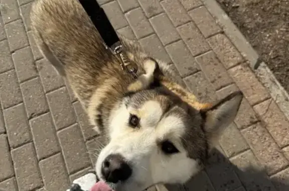 Найдена собака, Нижний Новгород, фото: Найден собака, Краснозвёздная улица, 25, Нижний Новгород - молодой и общительный