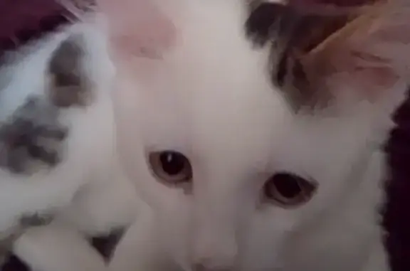 Пропал кот, улица Доваторцев, 61, Ставрополь - белый с рыжими пятнами - photo