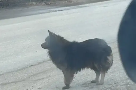 Найдена собака, ище, фото: Найдена собака, мужской, Городище, Волгоградская область - ходит у остановки