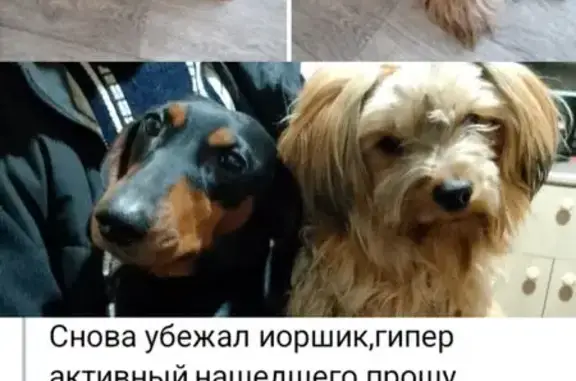 Пропал собака, Заводская улица, Омск - photo