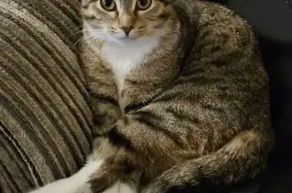 Пропала кошка, Московская улица, 32/1, Владикавказ - грудь и лапки белые - photo