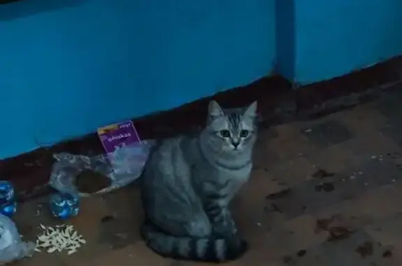 Найдена кошка, Кемерово, фото: Найдена кошка, улица Дарвина, 9, Кемерово - серая, очень ласковая