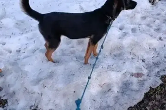 Найдена собака, Москва, фото: Найдена собака, 1-я Новокузьминская улица, 13/8, Москва - черная с рыжими лапами