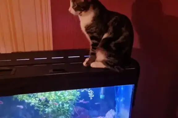 Пропал кот, 89/1, Иркутск - выпрыгнул в окно - photo