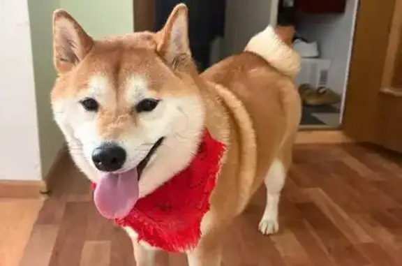 Объявления о пропавших и найденных животных, Элиста, фото: Найдена собака, Элиста, Калмыкия - красный платок на шее