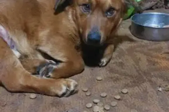 Найдена собака, Артём, фото: Найден собака, Концевая улица, 3, Артём - рыжий мальчик вес 10 кг