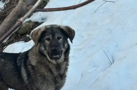 Найдена собака, Семёновское, фото: Найдена собака, женский пол, улица 40 лет Победы, Семёновское - похожа на немецкую овчарку