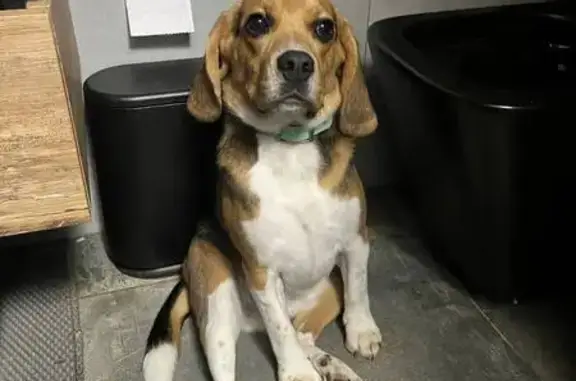 Пропала собака, Шерстнево, Глубинный - бигль в бирюзовом ошейнике - photo