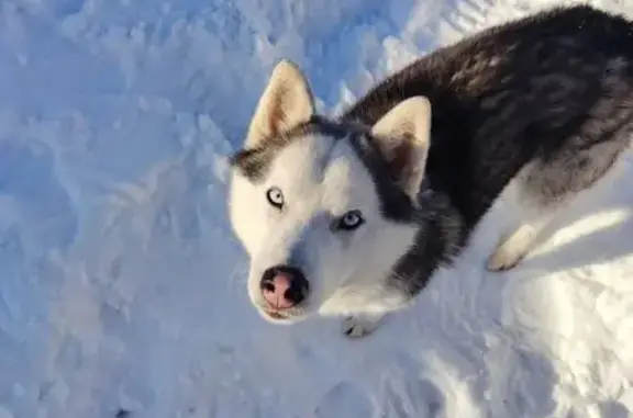 Пропал собака, 5-й Северный переулок, 25, городской округ Смоленск - серо-белый окрас, голубые глаза - photo