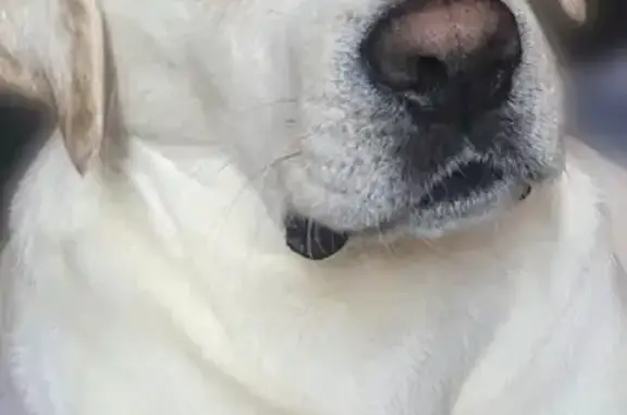 Пропал собака, проспект Энтузиастов, Саратов - белый лабрадор - photo