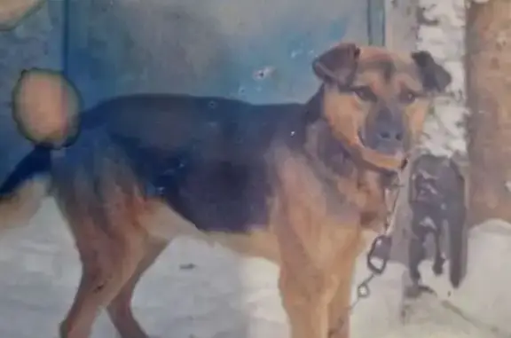 Пропал собака, мужской, улица Есенина, Тюмень - фенотип овчарки и ротвеллера - photo