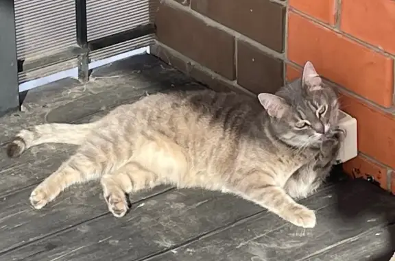 Пропала кошка, Кленовая улица, 40, Пекшиксолинское сельское поселение - ласковая, молоденькая - photo