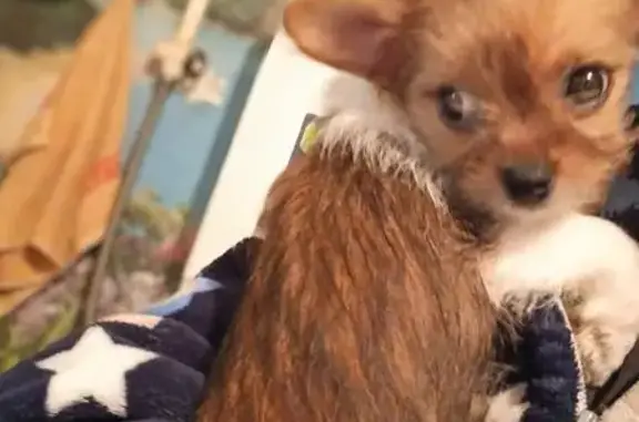 Пропал собака, мужской, Троицкая улица, 474, Славянск-на-Кубани - смесь йорка и чихуахуа - photo