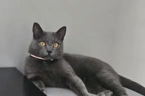 Пропал кот, Свободная улица, 35, Шуваевский сельсовет - тёмно-серый окрас, жёлтые глаза - photo