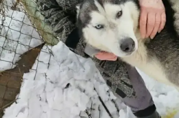 Найдена собака, Пенза, фото: Найден собака, улица Ленина, городской округ Пенза - хаски, мальчик, разного цвета глаза