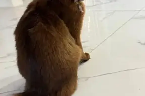 Пропала кошка, Киевская улица, 44, Краснодар - рыжий окрас с медным отливом - photo