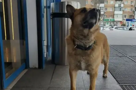 Найдена собака, Ростов-на-Дону, фото: Найден кобель, проспект Стачки, 25, Ростов-на-Дону - в светло-зеленом ошейнике