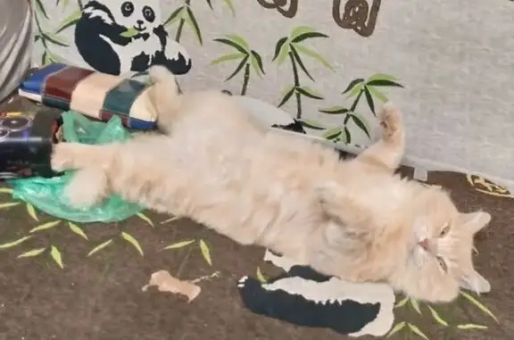 Пропала кошка, улица Археолога Веселовского, 31/8, Берёзовый - photo