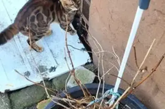 Найдена кошка, Калининград, фото: Найдена кошка, улица Войнич, 7, Калининград - живёт в подвале