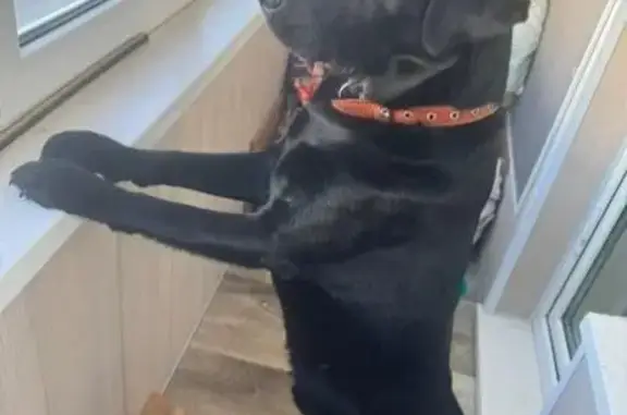 Пропала собака, Пограничная улица, 8, Дунай - photo