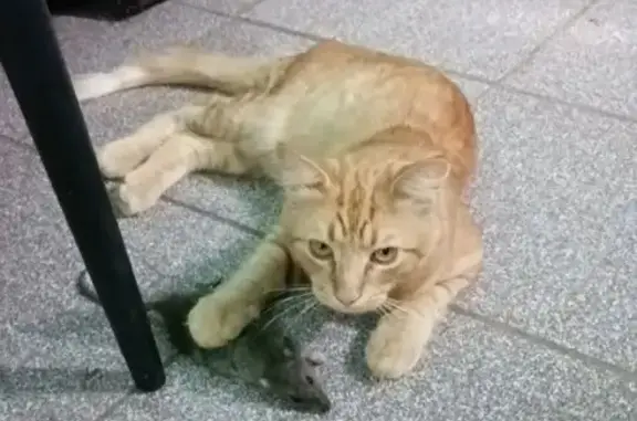 Пропал кот, улица Щорса, 157А, Староминская - рыжий, кличка Лëва - photo