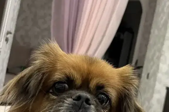 Пропала собака, улица Челюскинцев, 17, Курск - photo