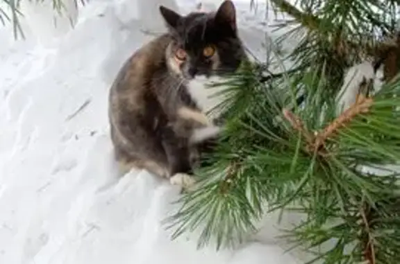 Пропала кошка, Центральный проезд, 1, Сергиев Посад - многоцветная, отзывается на Буся - photo