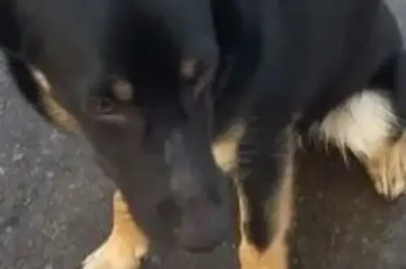 Найдена собака, Тольятти, фото: Найден собака, улица Победы, 58А, Тольятти - невероятно добрый и ласковый