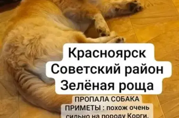 Пропал собака, Ульяновский проспект, Красноярск - похож на корги, серый ошейник - photo