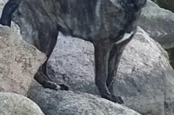 Пропал собака, мужской, Приморское городское поселение, Приморское - Сеня, черный с белыми подпадинами - photo