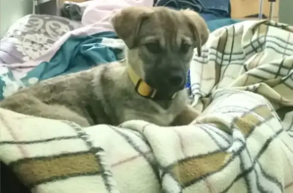 Пропала собака, женская, Октябрьская улица, 211, Ставрополь - щенок с голубым поводком - photo