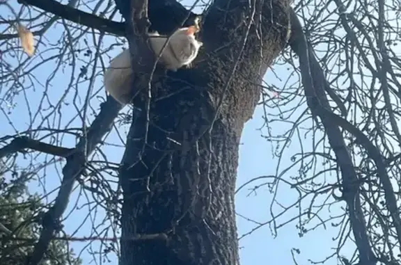 Найдена кошка, Ставрополь, фото: Найдена кошка, площадь Ленина, 1А, Ставрополь - возле фонтана в сквере им. Джатдоева